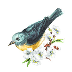 Bird sitting on flowering branch. Spring card concept. Watercolor hand drawn illustration, isolated on white background