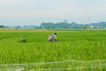 Salatiga, Indonesia (01/2017): Asian farmer working in green rice field