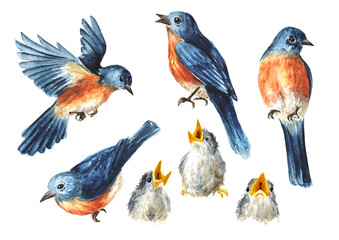Spring birds set. Watercolor hand drawn illustration isolated on the white background