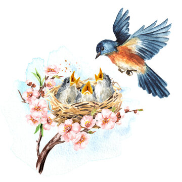 Nest with chicks, big bird and spring flowers. Spring card concept. Watercolor hand drawn illustration isolated on the white background