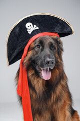 Funny belgian shepherd with pirate hat against white background