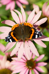 Fototapeta na wymiar The Red Admiral butterfly on the Echinacea flower