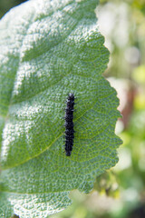 Peacock Butterfly Caterpillar on a leaf