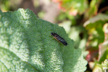 Peacock Butterfly Caterpillar on a leaf