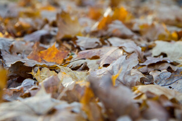 Autumn leaves - a seasonal background