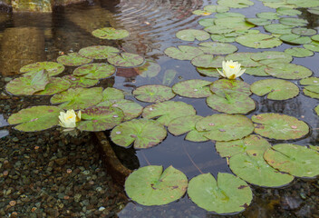 Obraz na płótnie Canvas Coins in a Water Lily (nymphaeaceae) pond