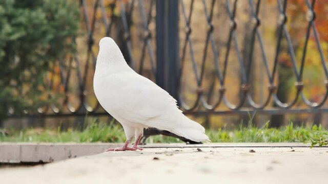 White and grey pigeons are walking in the park. One of them flew away