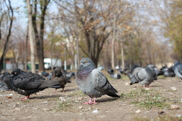 fat wild bird pigeon bokeh shoot 