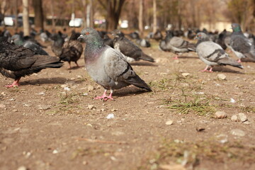 wild bird pigeon bokeh shoot closeup