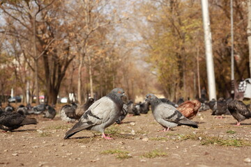 Obraz premium wild bird pigeon bokeh shoot 