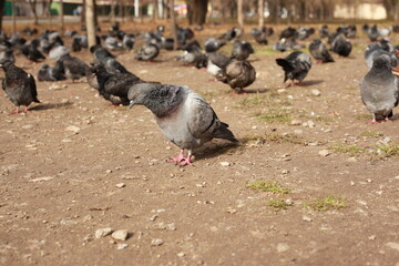 Obraz premium wild bird pigeon bokeh shoot 