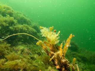 Closeup of Fucus vesiculosus, common names bladderwrack, black tang, rockweed, bladder fucus, sea...