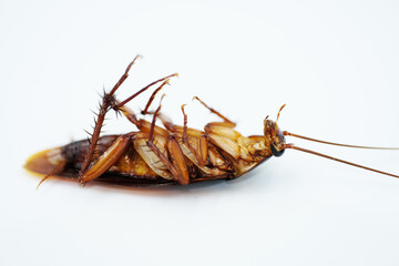 cockroach on white background