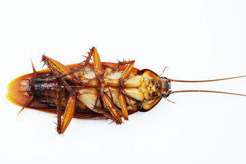 cockroach on white background