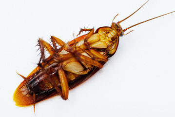 cockroach on white background