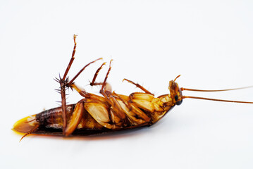 cockroach on white background