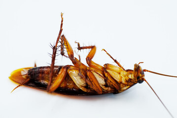 cockroach on white background