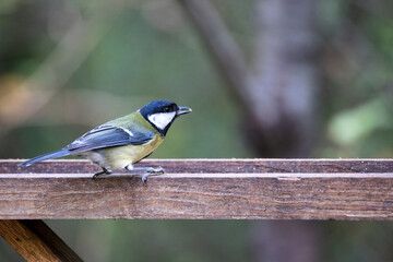 Great Tit looking for food on a wooden tray filled with seed
