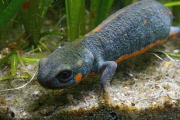 Chuxiong fire-bellied or blue - tailed fire belied newt, Cynops cyanurus