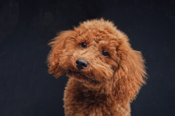 Human hand giving canine food to fluffy curly doggy