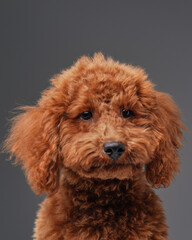 Cute miniature poodle with peach fur against gray background