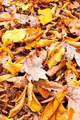 Fallen leaves of red oak close up