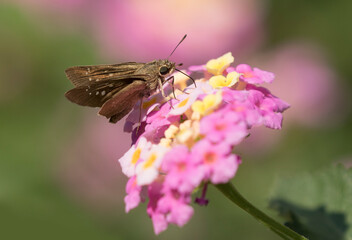 A white-branded skipper (Pelopidas thrax) feeding on pink lantana flower