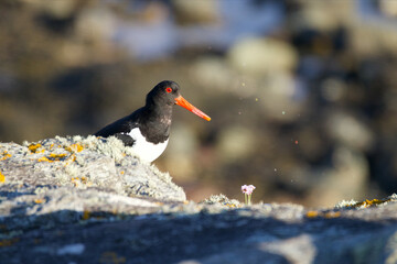 Closeup shot of a eurasian oystercatcher