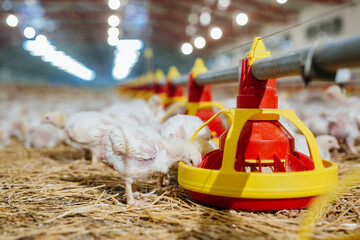 poultry feeding in chicken farm