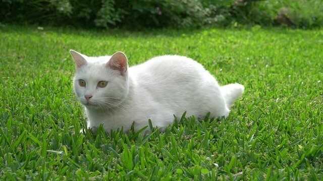 white cat on green grass 