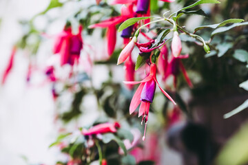 Fleurs rose violette fuchsia de magellan