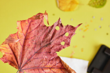 autumn leaves with round holes from a hole punch and confetti for the holiday, eco friendly zero waste confetti