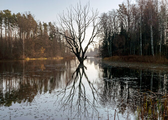 a dry withered tree in the middle of the lake, the sun's rays shine through the foliage of the...