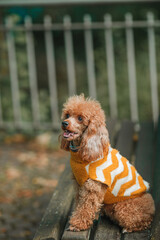 Adorable poodle dog outdoors. Autumn.