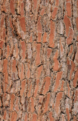 Texture of the bark stone pine (Pinus pinea)