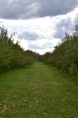 Orchard landscape