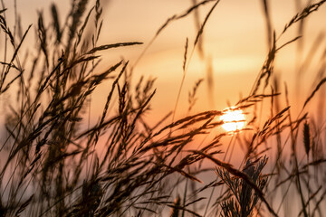 Soft sunlight through the grass. Wild grasses with a sunset in the background.