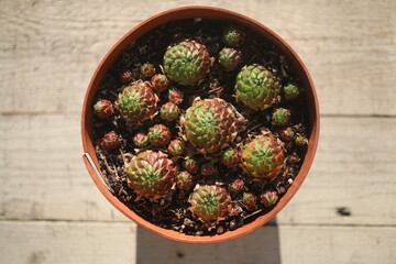 jovibarba sobolifera rojniczek pospolity