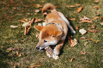 Happy puppy Shiba Inu walking in the autumn park.