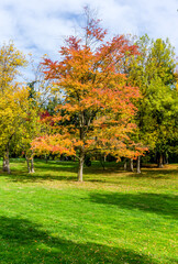 Fototapeta na wymiar Autumn At Seattle Park 2