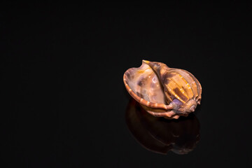 Seashell on a black background with reflection in black acrylic.