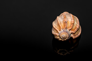 Seashell on a black background with reflection in black acrylic.