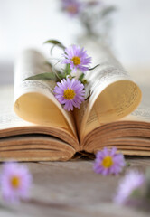 Fototapeta na wymiar Due aster lilla tra le pagine di un libro aperto su un tavolo di legno