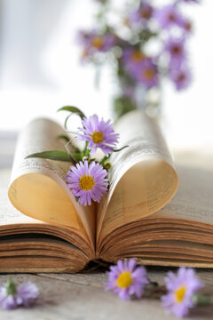 Fiori astri lilla tra le pagine piegate di un libro