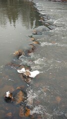 Late autumn. It's already cold and snowing. The mountain river begins to freeze and is covered with ice.