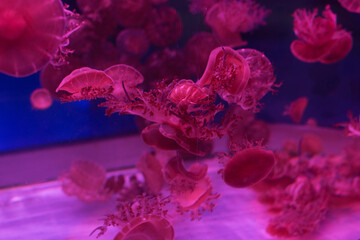 blood cells flowing through a microscope