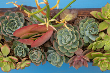 Succulents ornamental arrangement in a pot. Top view of different species such as Aeonium, Echeveria, Euphorbia and Kalanchoe, with beautiful rosette colors, texture and pattern.
