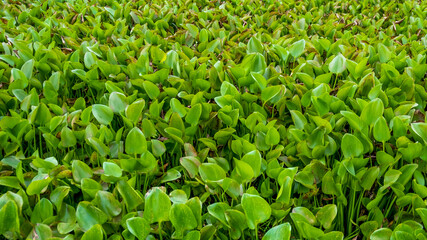 Water pollution due to overgrowth of hazardous aquatic hyacinths results eutrophication.