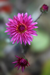 Obraz premium Colorful autumn plants on nature background