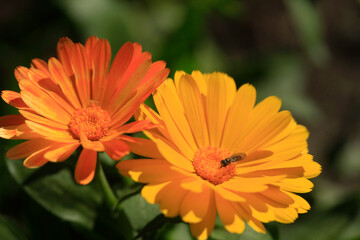 Colorful autumn plants on nature background